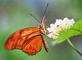 Orange Butterfly_28220